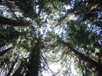 looking up at a grove of redwoods