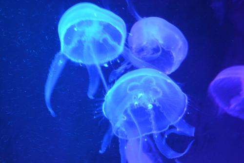 Jellyfish