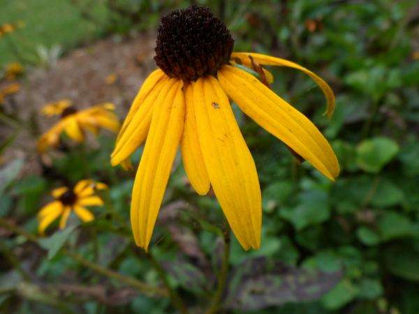 flowers from a local park as part of a master gardener program.