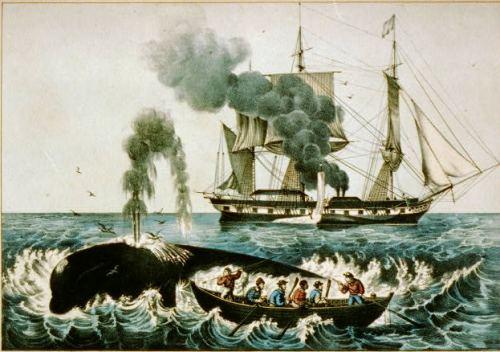 Whalers in a rowboat fighting a whale, with their ship behind them in the distance.