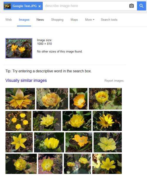 visually similar images