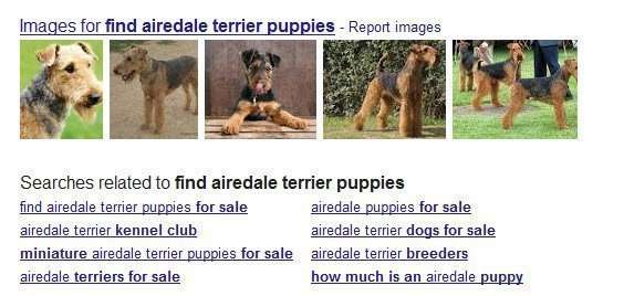 "Google query suggestions on a search for [find airedale terrier puppies]"