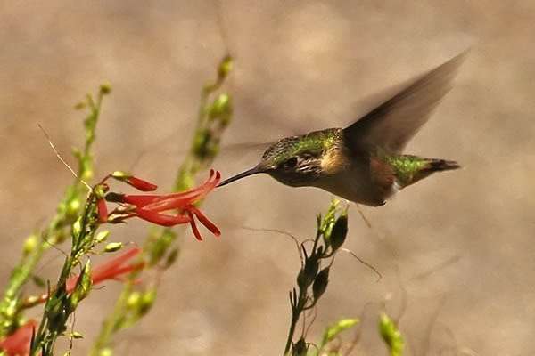 Hummingbird Image from the Department of Forestry