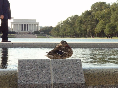 A Washington Duck Watches Over the Memorials