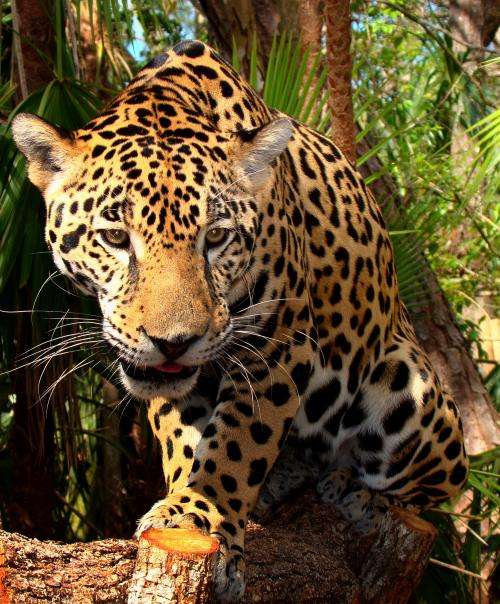 "Junior-Jaguar-Belize-Zoo" by Bjørn Christian Tørrissen - Own work by uploader, http://bjornfree.com/galleries.html. Licensed under CC BY-SA 3.0 via Commons.