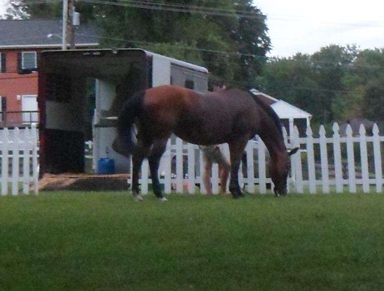 A horse going back to the farm, in Virginia