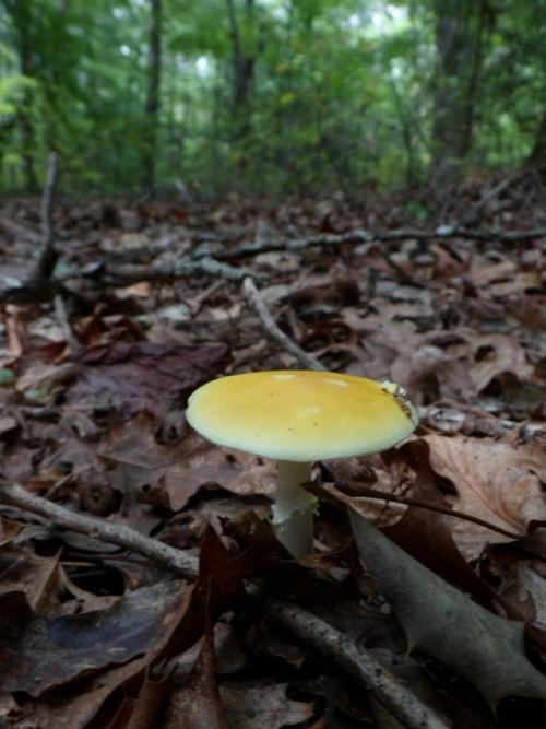 Would you eat this mushroom before researching and investigating first whether or not it was safe?