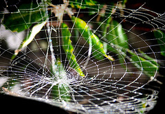 spider web